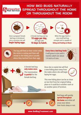 Infographic about how bed bugs spread