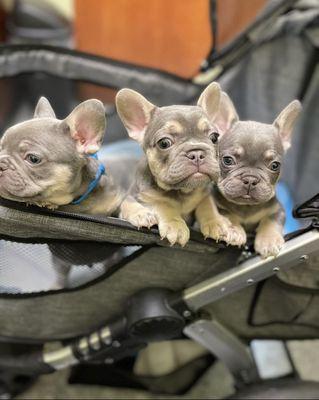 French bulldog puppies