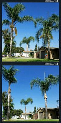 Castelan Tree Service- Work done- Clean up 3 Palm Tree's, Get your Free Estimates. Call 626-391-8778.