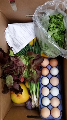 My box this week, with eggs and recipes!