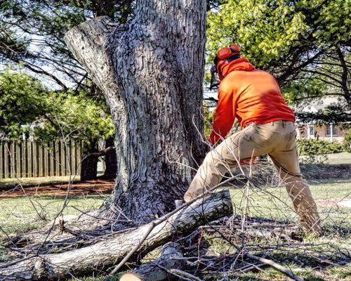 Mountlake Terrace Tree Service