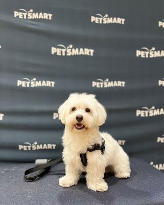 Teddy posing, ready for doggie day camp