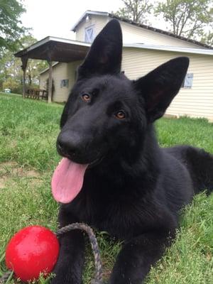 "Dexter" and his favorite ball.