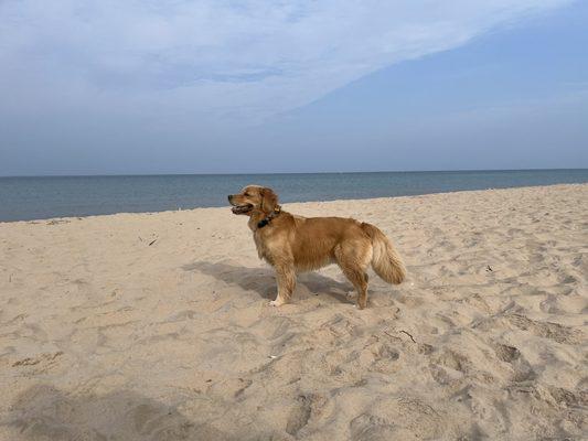 Frankfort Dog Beach