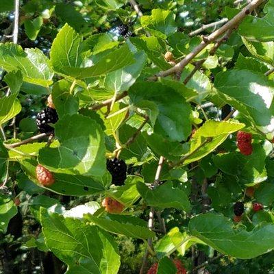 mulberry tree in season