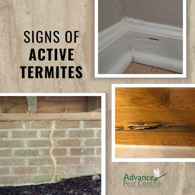 Termites are silent wood destroyers. Our termite warranty helps keep your home free from damage and "if" damage occurs we cover it.