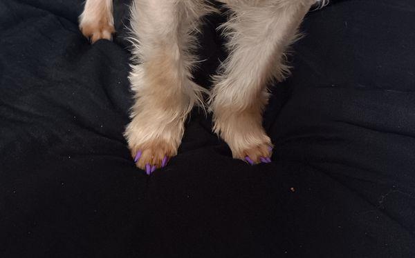 Yorkie with a fresh polish!