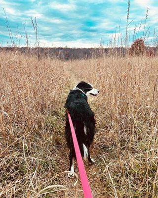 Walking through the grass to go down to the water