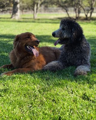 Hanging out @ Sunny Oaks Pet Resort on the 5+ acres