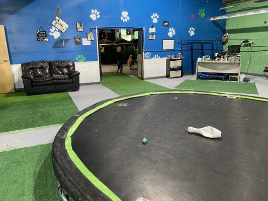 Our over 3k sq ft playroom has plenty of room for your fur baby to run off that energy in!