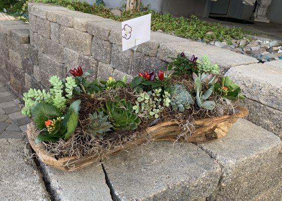 Chestnut wood container filled with succulent and pops of color