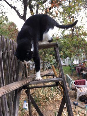 Bosco descending his ladder