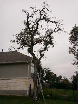 Top-Branch TreeServices