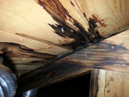 Wood rot found to roof decking and attic truss due to a roof leak at a skylight. Oviedo, FL. January 14, 2014.