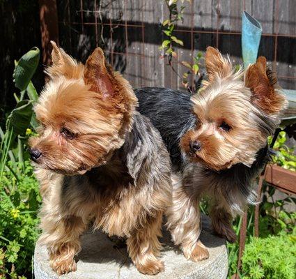 Two very happy puppies!