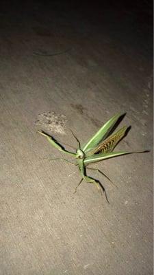 Ghetto mantis praying for these hoes