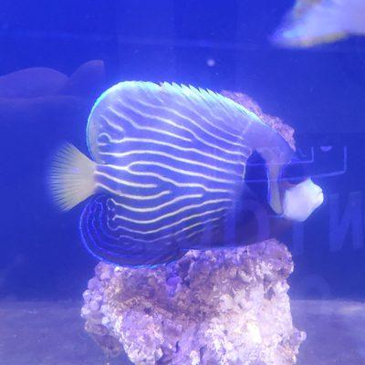 Emperor Angelfish