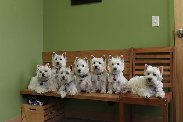 All 7 of my westies, waiting for a treat..     L, to  R                             Vi, Strawberry, Ranger, Poppy, Banana, July, And Rose