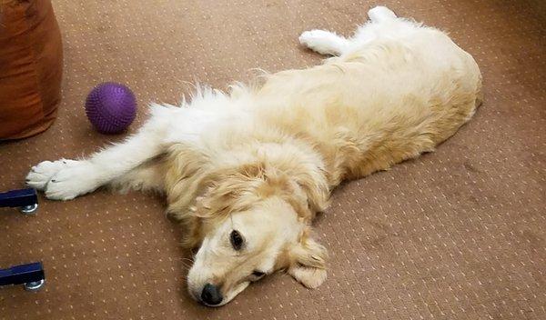 Clementine is taking a break (shop dog)