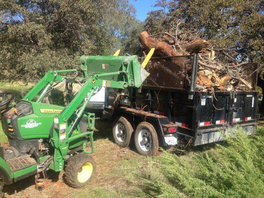 Tree removal how