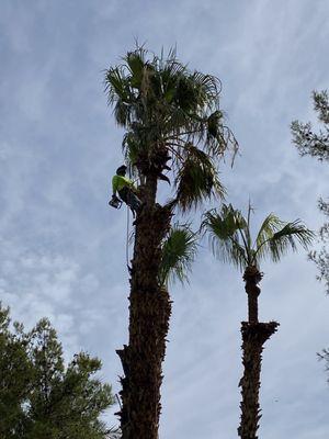 Palm tree trimming