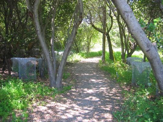 San Jose Trails Mitigation - Erosion Control; Invasive Species Removal; Riparian and Oak Woodland Plant Installation;