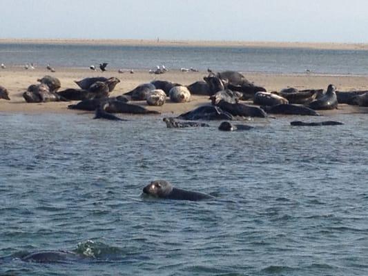 Seals sunbathing!