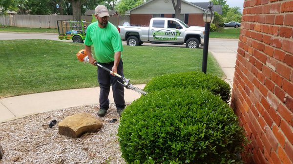 Shrub trimming