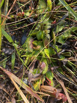 Stanley Rehder Carnivorous Plant Garden