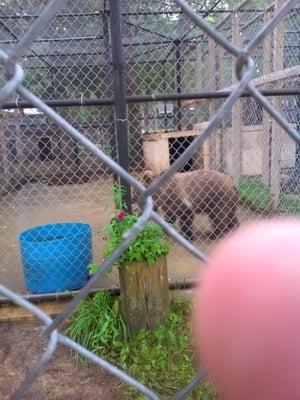 A teal live bear!!