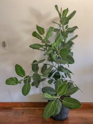 Ficus Audrey