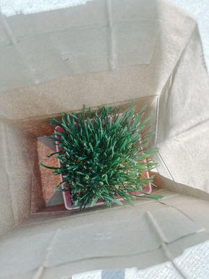 Cat grass!