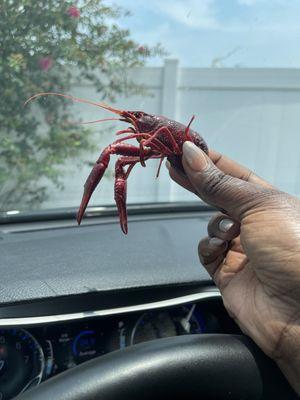 @kurlykonnoisseur| crawfish