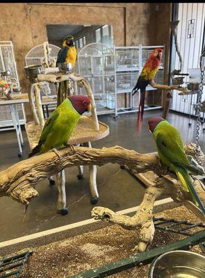 E & J Exotic Birds