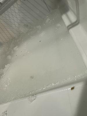 Frozen ice in the bottom of the freezer after the initial ice melted after not having it plugged in, then refreezing during the cold snap.