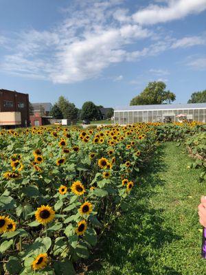 Sunflowers over at the greenhouse