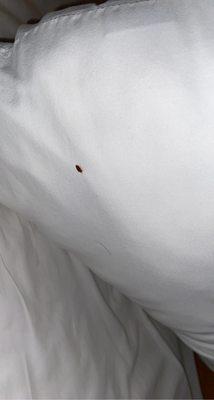 BED BUG