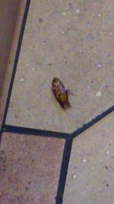 A roach on the floor during yhe breakfasy hour