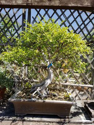 Interesting bonsai specimens.