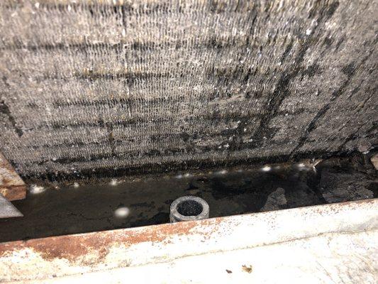 Mold in AC unit