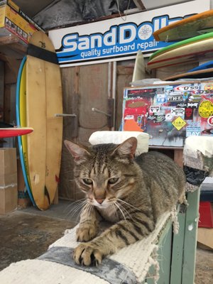 Shop cat, Maya.