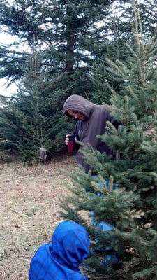 Oliveri Christmas Tree Farm