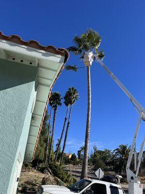 Lighting up the palm tree