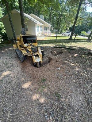 Grinding 2 large oaks in my front yard