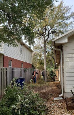 Tree trimming in action