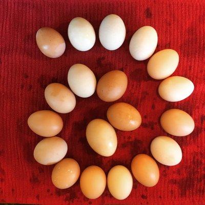 add some farm fresh eggs to your weekly share