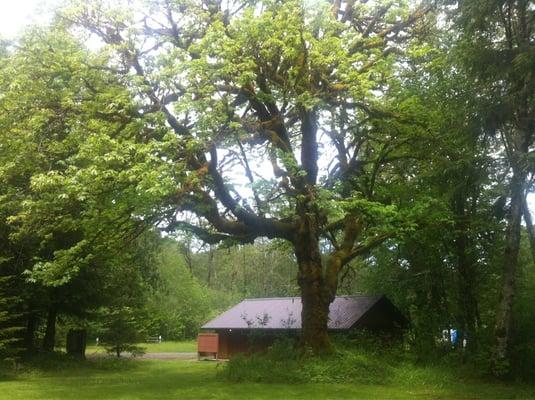 The camp grounds are filled with these cool looking old growth trees.