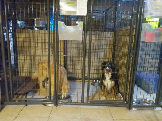 Indoor kennels. Dogs go out to play on nice weather days.