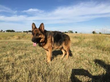 Shelleys German Shepherds