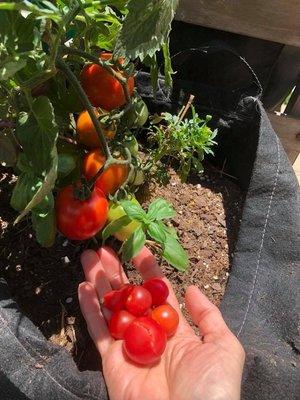 Harvesting my Gardenuity tomatoes!